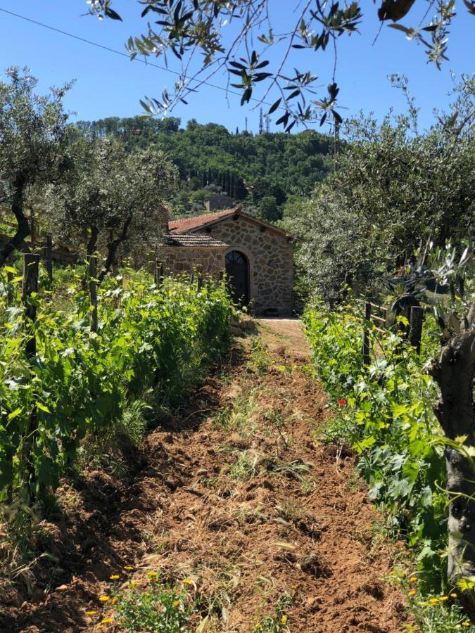 Podere Soccorso Casa Vigneto Монтальчино Екстер'єр фото